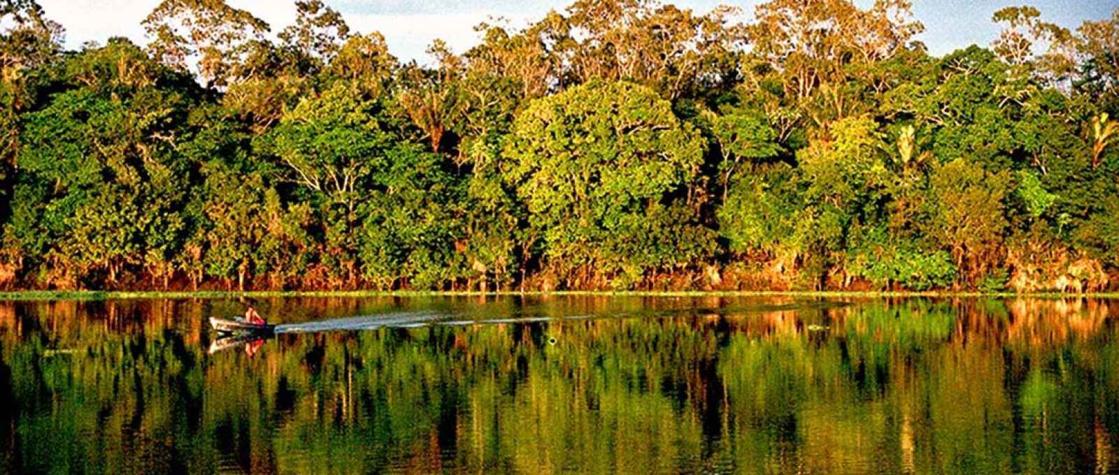 Imagem da floresta amazônica no rio Urubu, próximo ao município de Silves, no estado do Amazonas (André Deak/Wikimedia/CC BY 2.0).