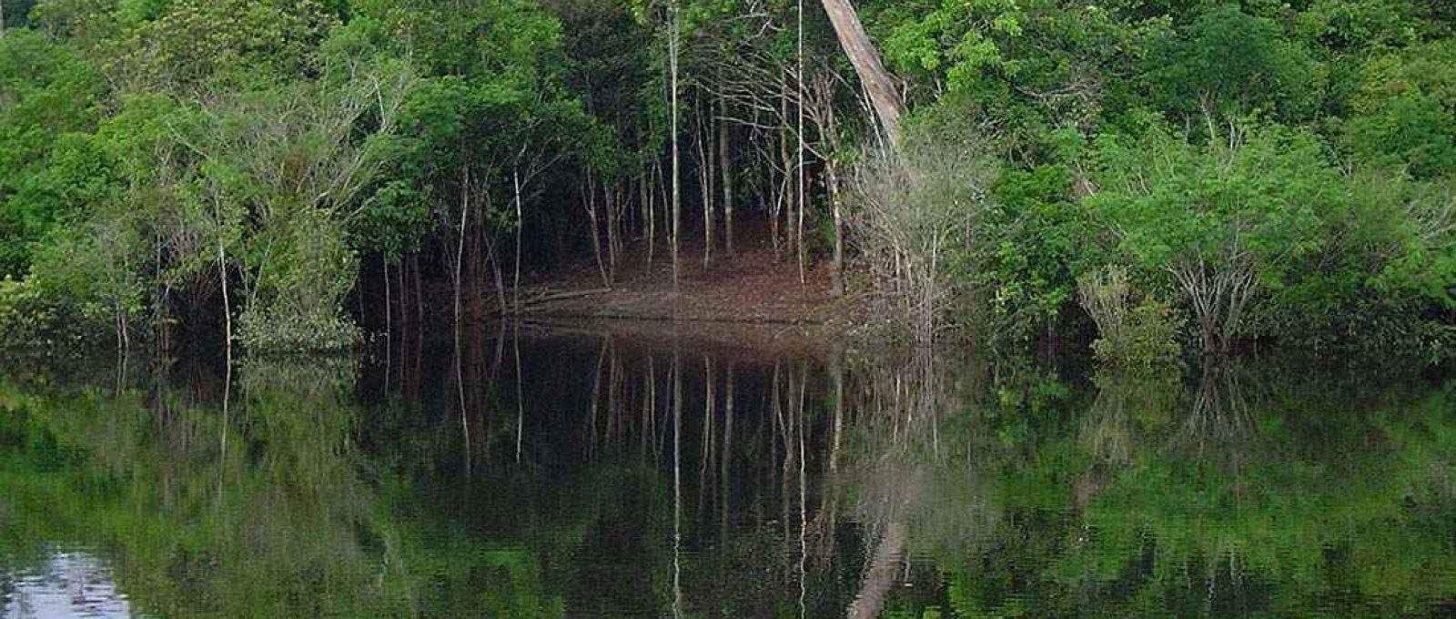 Área inundada da floresta amazônica, 14 de julho de 2005 (James Martins/Wikimedia Commons/CC BY 3.0).